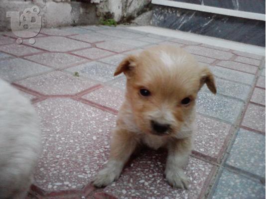 kanis terrier